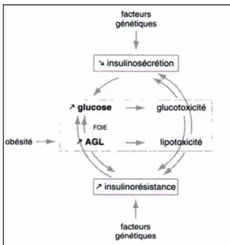 Figure 05 : Glucotoxicité et lipotoxicité  (Christiane, 2005) 