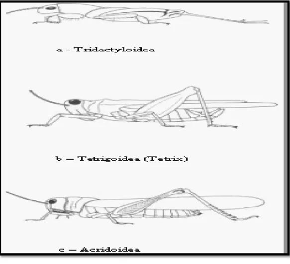 Figure 05:Caractéristiques morphologiques des superfamilles  de Caeliferes  (Duranton et al.1982)
