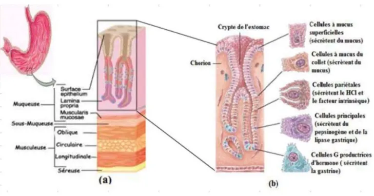 Figure 2: Histologie de l’estomac. (a) coupe longitudinale de la tunique de la paroi de l’estomac