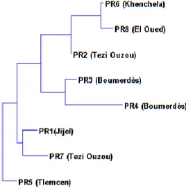 Fig 4. Clustering analysis of identified constituents by GC/FID of samples of Algerian  propolis using the neighbor-joining method