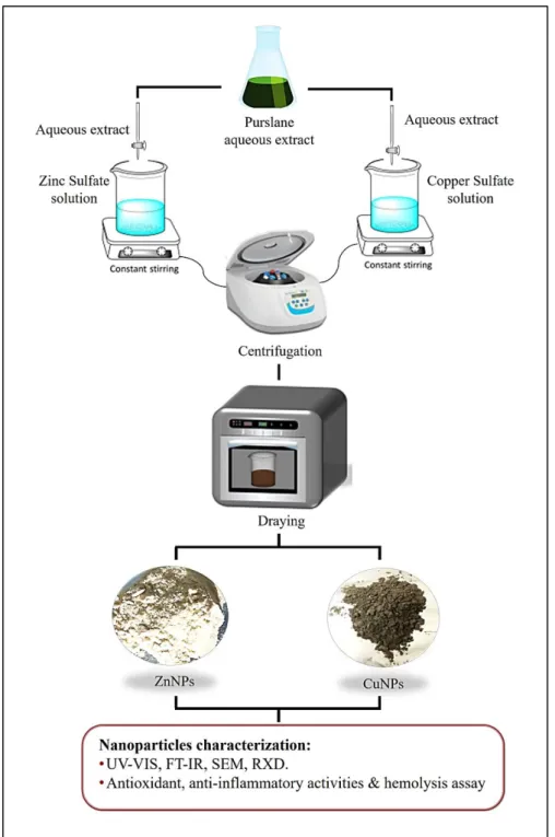 Figure 06: The green synthesis method of zinc and copper oxide nanoparticles 