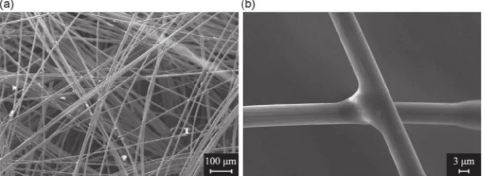 Fig. 1 shows a scanning electron microscope observation of the material after polymerization