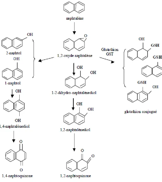 Figure 2: Principales voies métaboliques du naphtalène 