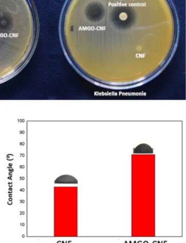 Fig. 9    Digital image illustrating  the antibacterial activity of CNF  and AMGO-CNF nanopaper
