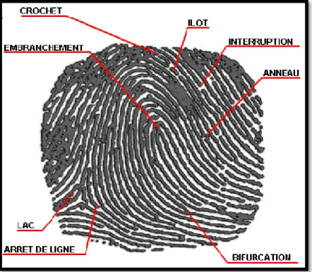 Figure 2.8:différentes type de minuties 