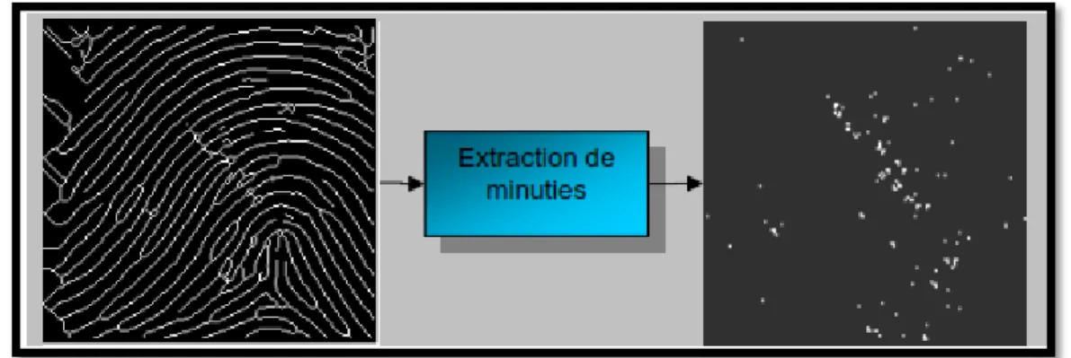 Figure 2.17: l'extraction de minuties  A la fin de cette étape, on obtient une liste de minuties.