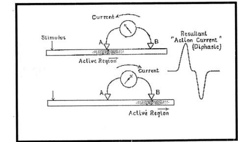 Figure I- Dispositif d'enregistrement (1). 