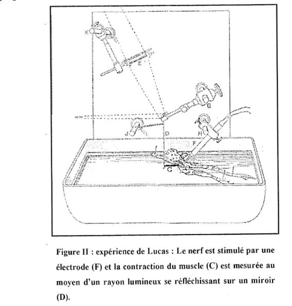 Figure II : experience de Lucas : Le nerf est stimule par une  electrode (F) et  la contraction  du muscle  (C) est  mesuree au  moyen  d'un  rayon  lumineux  se  reflechissant  sur  un  miroir  (D)