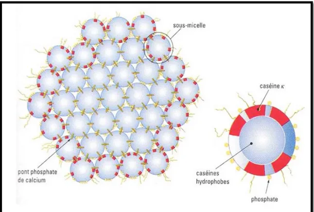 Figure 02 : Modèle de micelle de caséine avec sous-unités (submicelles) (AMIOT et al.,  2002)