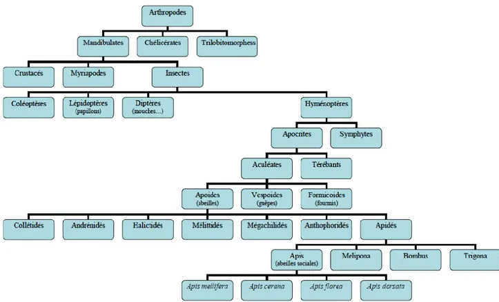 Figure 01. Abeilles dan