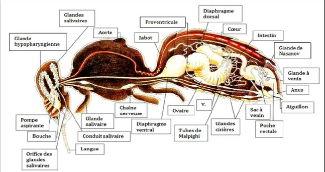 Figure 06. Schéma anatomique général interne de l'abeille 