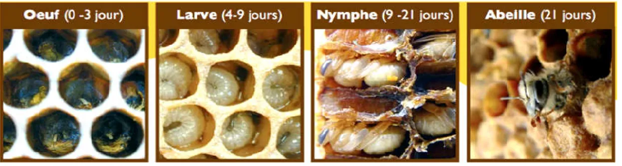 Figure 09. Différents stades de développ 7.  1. Stade embryonnaire