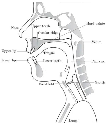 Figure 1.1: A diagram of the vocal organs (articulators) (source: [Benesty et al., 2007]).