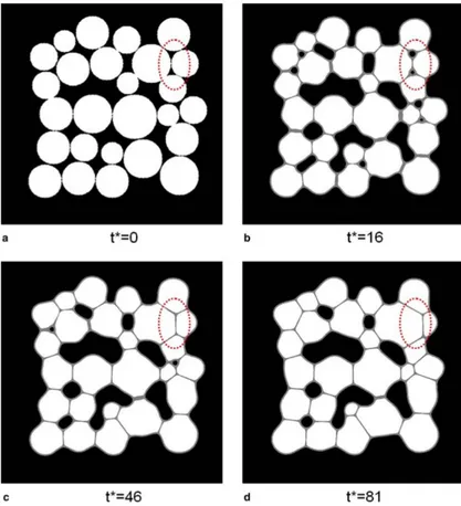 Figure 3.7: Simulated microstructure evolution in a powder compact during sintering.