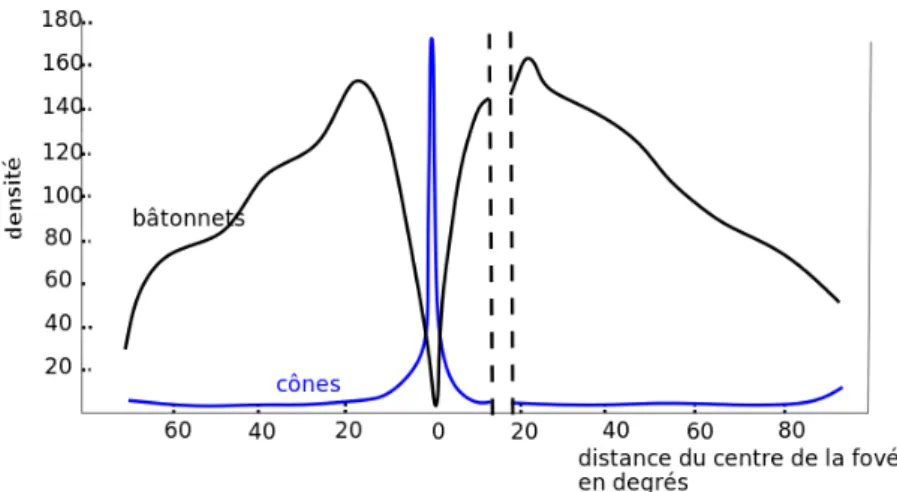 FIGURE 1.5 – Répartition des cônes et des bâtonnets dans la rétine (source : wikipedia commons).