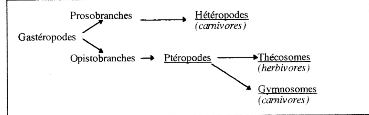 Figure 1 : Schema de la classification de la Classe des Gasteropodes concernant les« Mollusques  Pelagiques »(representes soulignes) 