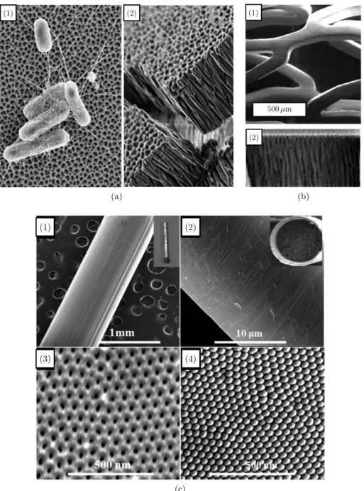 Figure 2 – Scanning Electron Microscopy images of nanoporous-based devices for therapeutic purposes