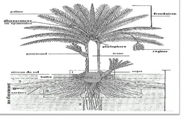 Figure 01: Morphologie de palmier dattier (Munier, 1973) 