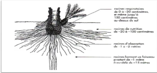 Figure 02: Différents types de racines rencontrées chez le palmier dattier (Peyron,2000) 