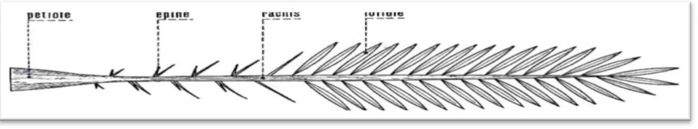 Figure 03: Schéma d'une palme de palmier dattier (Mumier, 1973) 
