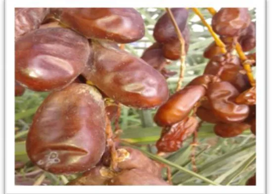 Tableau 02: Teneur en eau de quelques variétés de dattes algériennes (Ben  Mbarek et  Deboub, 2015) 