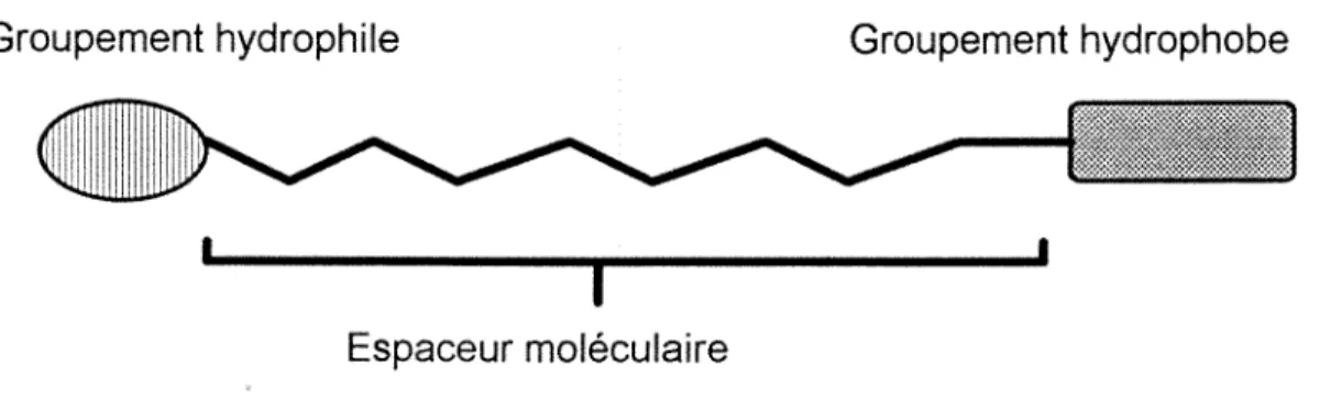 Figure n°3: Modele de structure d'un compose surfactant 