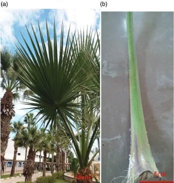 Figure 1. Doum palm.With: (a) palm tree,(b) palm petiole.