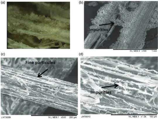 Figure 6. SEM image of doum palm fiber. With: (a) untreated fiber,(b) treated fiber.