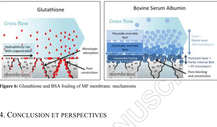 Figure 6: Glutathione and BSA fouling of MF membrane: mechanisms 