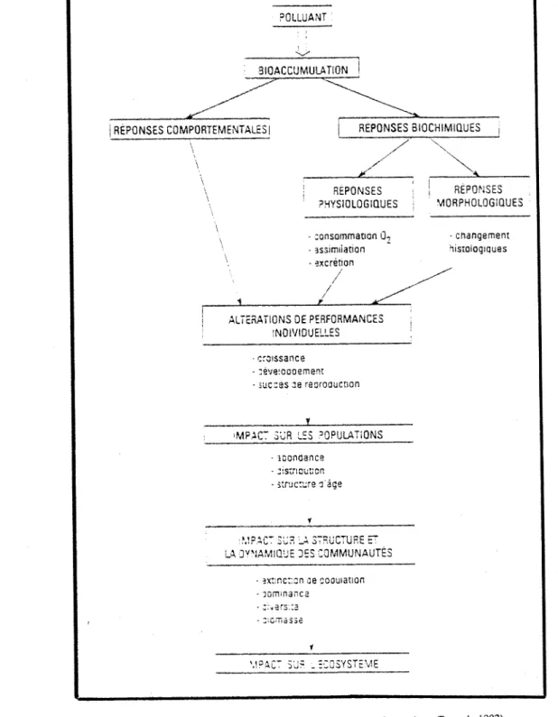 Fig 1: Shema general des  modalites d'action d'un polluant  sur un ecosvsteme  (Ramade 1992) 
