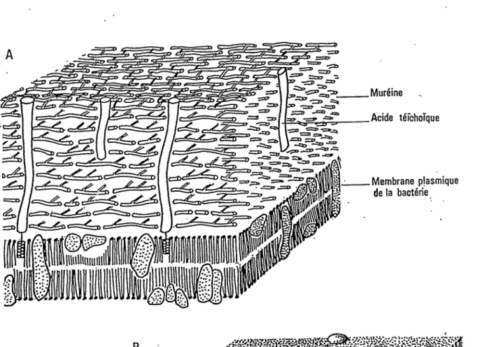 FIG . 6  A. -  Paroi  d'une  bacterie  Gram  +  B. -  Paroi  d'une  bact&amp;rie  Gram 