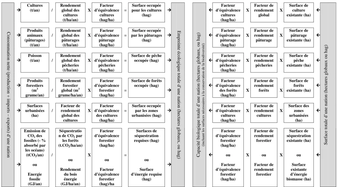 Figure 14 : Représentation schématique des modalités de calcul de l’empreinte écologique et de la biocapacité d’après Wackernagel, 2005 