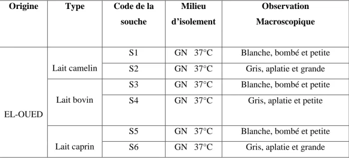 Figure 05 : Aspect macroscopique sur milieu GN de quelque souche des bacteries lactique  après 48h d’incubation à 37 °C