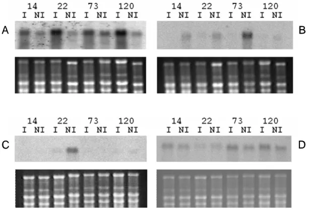 Figure 4. RNA totais de folhas de clones de C. canephora em condições irrigadas (I: irrigado) e déficit  hídrico (NI: não irrigado) foram separados em gel de agarose e transferidos para membranas de nylon