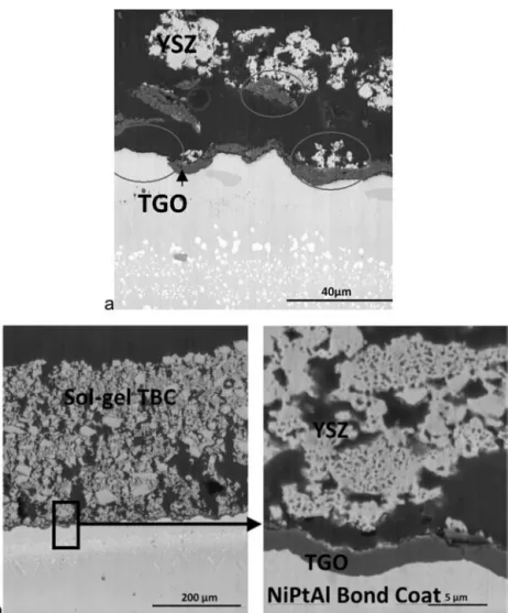 Fig. 10. SEM micrographs of the cross section of TBC systems (a) without pre-oxidation (after 640 1-h cycles) and (b) with pre-oxidation (after 1025 1-h cycles).