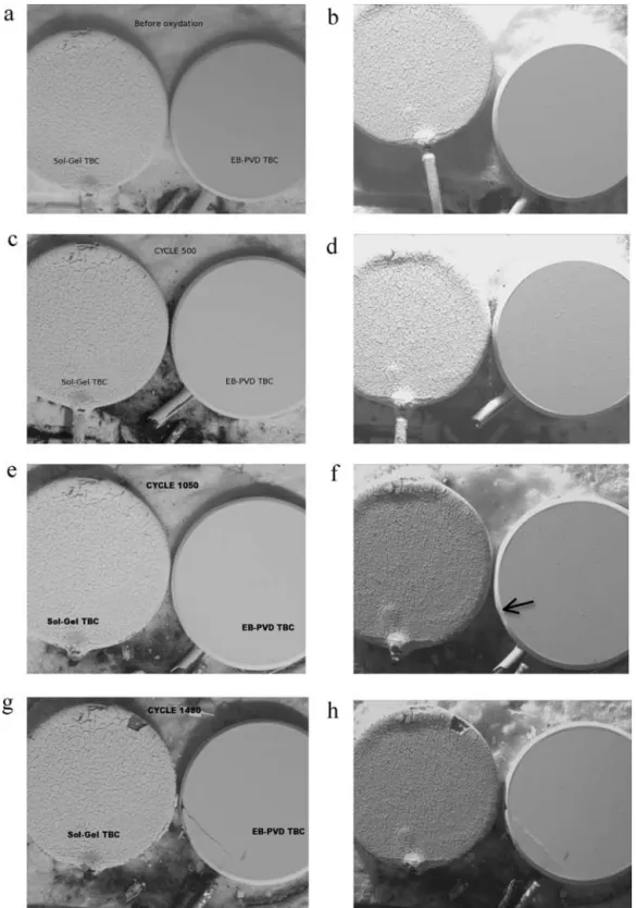 Fig. 11. Optical micrographs of the sol–gel TBC (left hand side images) and EB-PVD TBC (right hand side images) samples before cyclic oxidation (a and b), after the 500th 1 h-cycle at 1100 ◦ C (c and d), after the 1050th 1 h-cycle (e and f) and after the 1