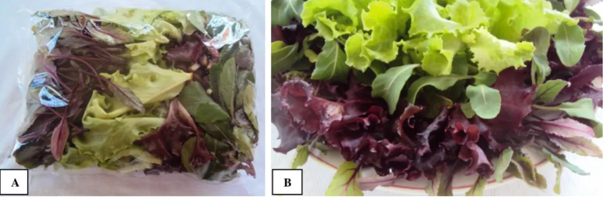 Figura 1: Amostra de mix de folhas baby leaf de alface verde + alface roxa + beterrraba + rúcula