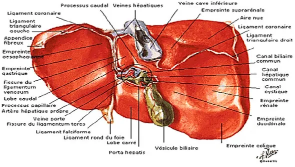Figure 01 : Schéma Anatomique du Foie ( Benmarce et al., 2016). 