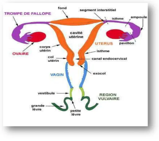 Figure 05:Appareil génital féminin, d’après  (www.chutoulouse.fr/IMG/png/p2.htm_txt_femme.png)  1-1 Les ovaires:  