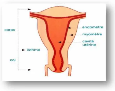 Figure 08 : L'utérus d’après (www.aly-abbara.com/livre_gyn_obs/termes). 