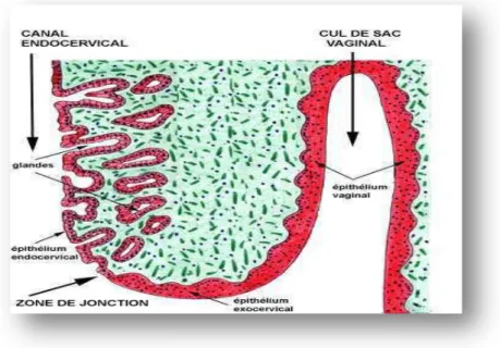 Figure 09 : La zone de jonction vagin - canal endocervical d’après   (www.spieao.uhp-nancy.fr)