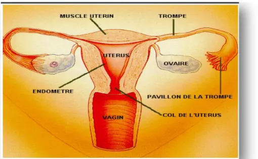 Figure 12: Rappel anatomie de l’appareil génital féminin (Un cour de biologie de la  reproduction