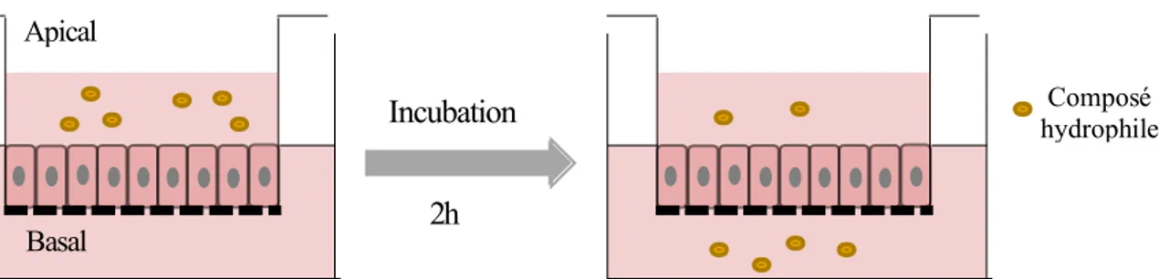 Figure 32. Représentation schématique d’une étude de la perméabilité paracellulaire d’une molécule hydrophile  sur un modèle cellulaire de barrière 