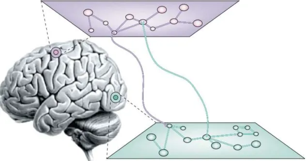 Figure 3 : cartes cérébrales d’aires corticales éloignées mais  interconnectées au sein d’un large réseau de neurones (tiré de  Varela et al., 2001)