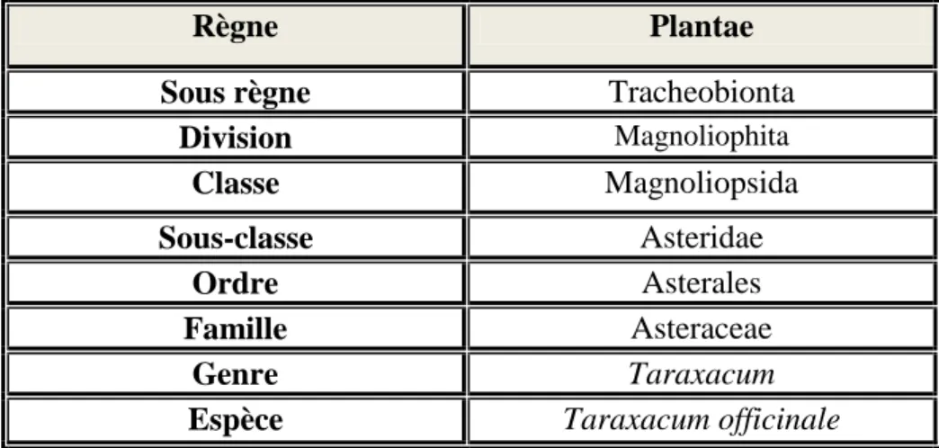 Tableau 02 : Classification de Taraxacum officinale 