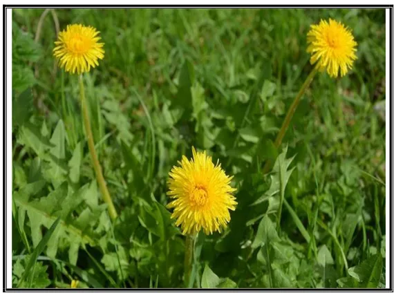 Figure 7: Taraxacum officinale (photo originale). 