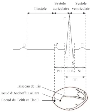 Figure 1.5 – Structure de l’ECG et mise en correspondance des activités cardionectrices.