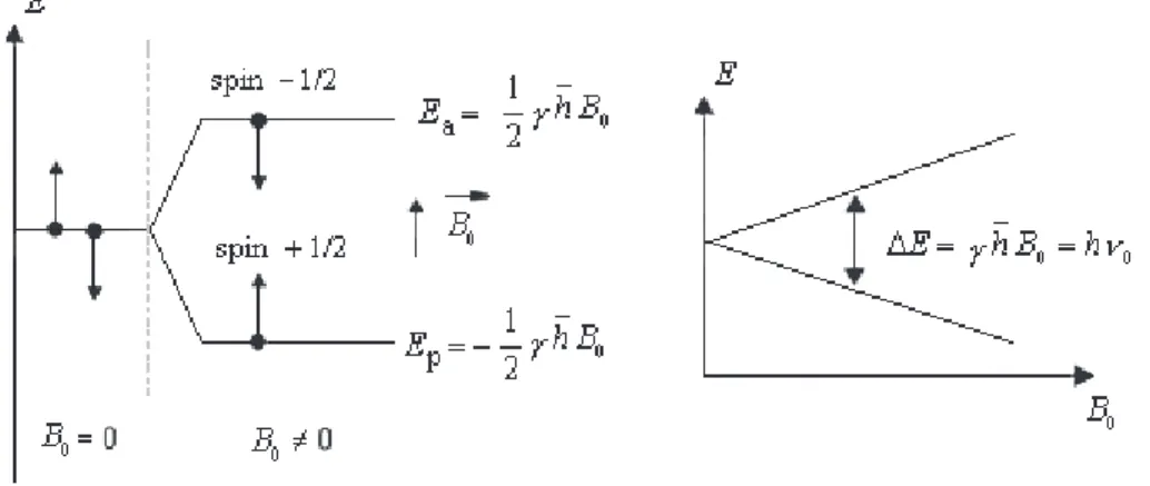 Figure 2.2 – Etats d’énergie d’une distribution de protons en présence d’un champ magnétique statique intense B 0 .
