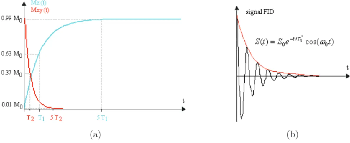 Figure 2.4 – Relaxation de l’aimantation après une impulsion RF à α = 90 ◦ . (a) Evolu- Evolu-tion des aimantaEvolu-tions longitudinale M z et transversale M xy 