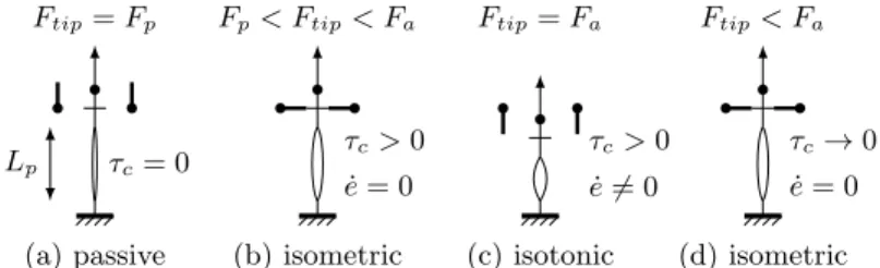 Fig. 2. Experimental protocol for rat papillary muscle. (a): the fiber is stretched passively to a length L p by a preload F p ; (b): electric stimulation induces a twitch contraction against an afterload F a , further displacement being prevented by a cla
